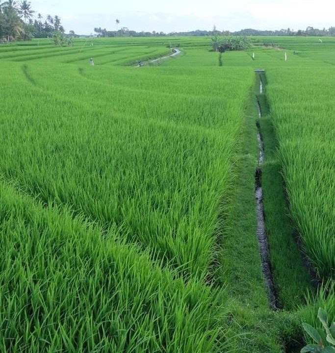 52971065_124180345321231_6570379483697083252_n